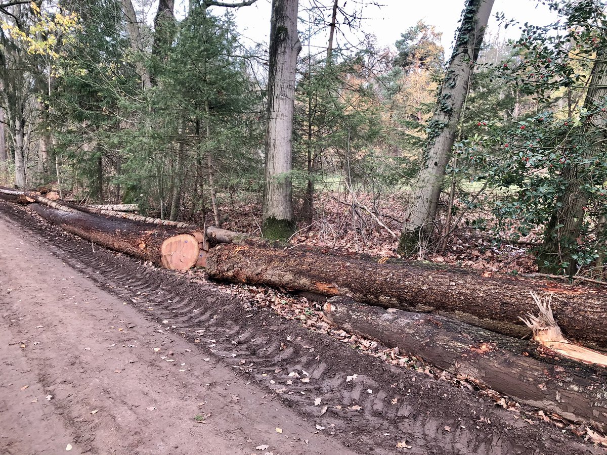 Toon_Sesink's tweet photo. Ga je op zondagmiddag even lekker wandelen, is dit wat je ziet. Het slopen van de NLse bossen gaat onverminderd door.
Of de daders gezocht moeten worden in de hoek van ‘natuurbeheerders’ als @staatsbosbeheer, @glk of elders, onduidelijk. #bomenkap #natuursloop #biomassa https://t.co/kns4U4sLVM