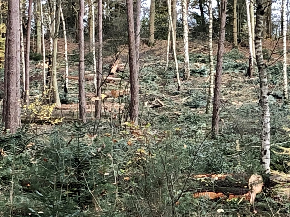 Toon_Sesink's tweet photo. Ga je op zondagmiddag even lekker wandelen, is dit wat je ziet. Het slopen van de NLse bossen gaat onverminderd door.
Of de daders gezocht moeten worden in de hoek van ‘natuurbeheerders’ als @staatsbosbeheer, @glk of elders, onduidelijk. #bomenkap #natuursloop #biomassa https://t.co/kns4U4sLVM
