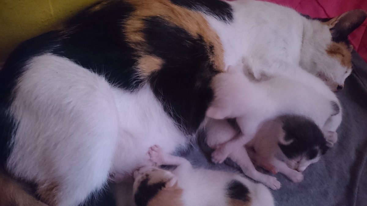 iamthesupersj's tweet image. Dangerous x #kittygang today 

Yeah, they're just sleeping. Just realized how petite Zeppy is compared to her #kittybros 😭😂💀