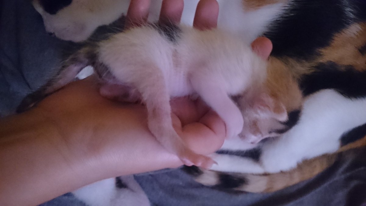 iamthesupersj's tweet image. Dangerous x #kittygang today 

Yeah, they're just sleeping. Just realized how petite Zeppy is compared to her #kittybros 😭😂💀