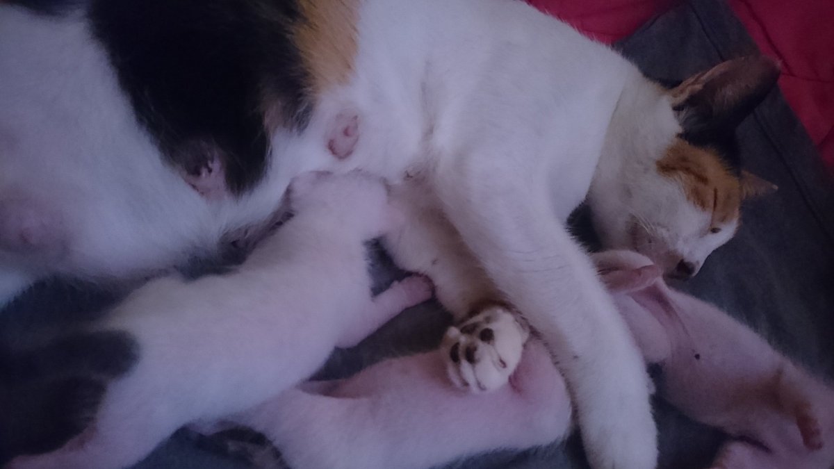 iamthesupersj's tweet image. Dangerous x #kittygang today 

Yeah, they're just sleeping. Just realized how petite Zeppy is compared to her #kittybros 😭😂💀