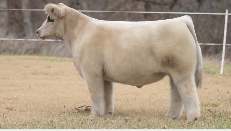 Texas Hold’em Sale Sale now posted on steerbidder.com