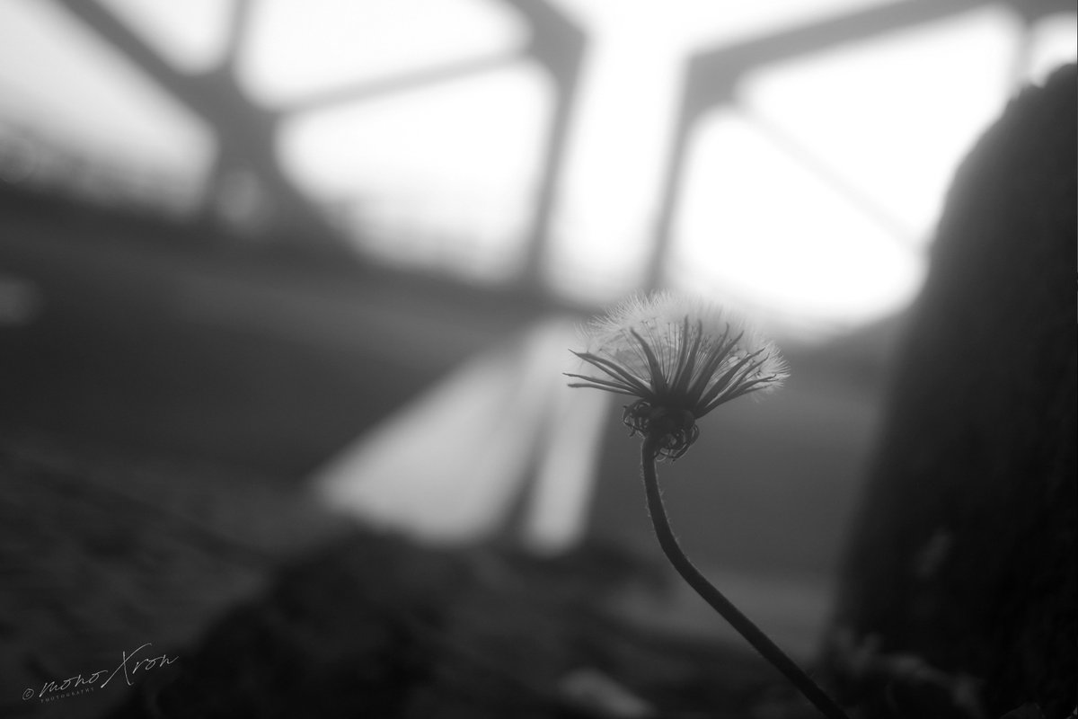 monoXron's tweet photo. 薄暮れのモノクローム
#fujifilm_xseries https://t.co/qi6T4gM6ll