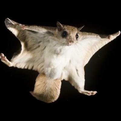BoucherieOvalie's tweet photo. Tres intéressante la technique de plaquage de Teddy Thomas. https://t.co/FxPmT2e1dn