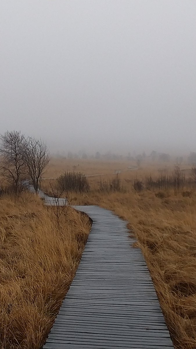 parttime_witch's tweet photo. Loads of mystique, dense fog, sounds of water rippling hinting at hidden runlets only to reveal a deep Creek with strong currents. Brilliant ✨
#eifel #hohesvenn #highfens #hautesfagnes https://t.co/FrFvem1q6M