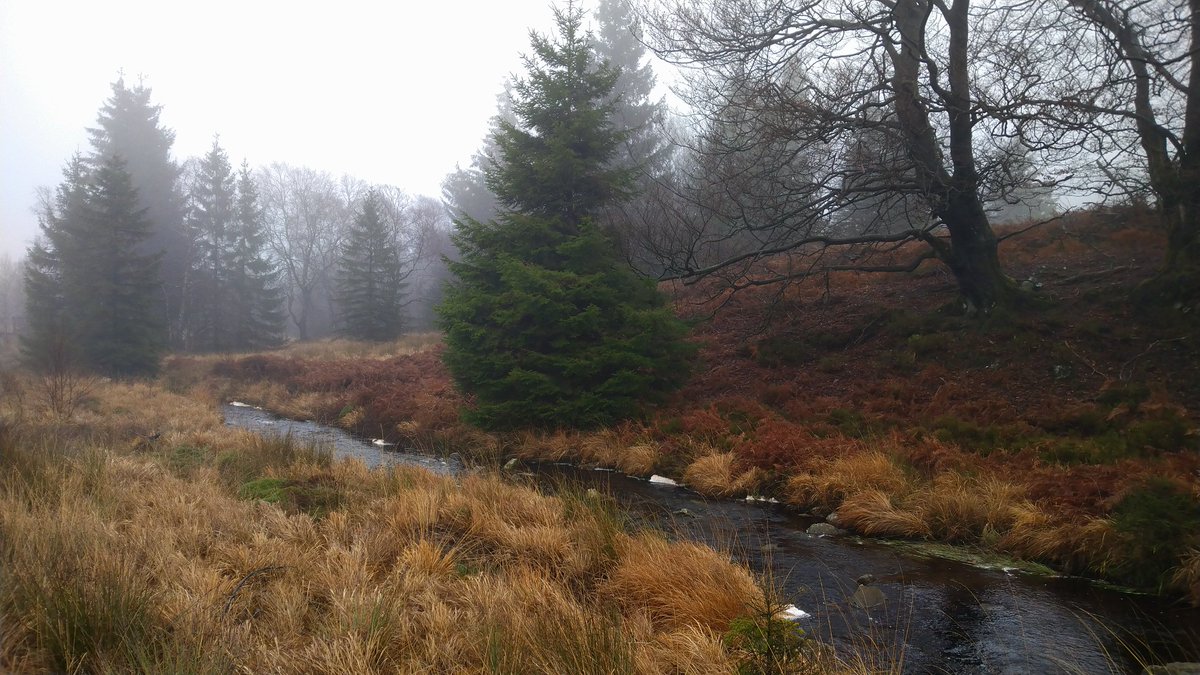 parttime_witch's tweet photo. Loads of mystique, dense fog, sounds of water rippling hinting at hidden runlets only to reveal a deep Creek with strong currents. Brilliant ✨
#eifel #hohesvenn #highfens #hautesfagnes https://t.co/FrFvem1q6M