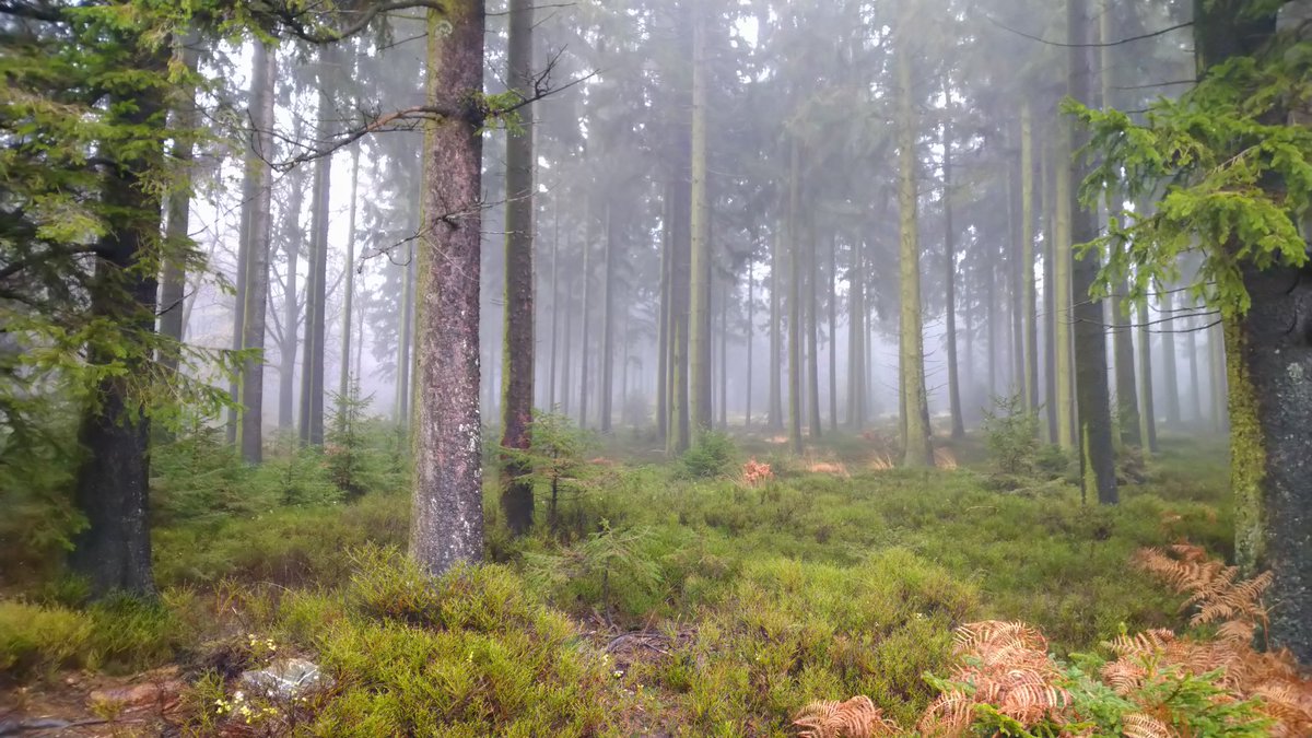 parttime_witch's tweet photo. Loads of mystique, dense fog, sounds of water rippling hinting at hidden runlets only to reveal a deep Creek with strong currents. Brilliant ✨
#eifel #hohesvenn #highfens #hautesfagnes https://t.co/FrFvem1q6M
