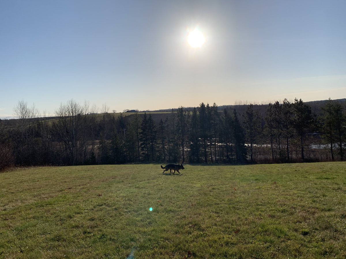 brebenedict1993's tweet photo. Not a morning person but couldn’t resist missing this beautiful morning with my boy 💙 #frosty #NovaScotia #GermanShepherd https://t.co/wtugGD0iRi
