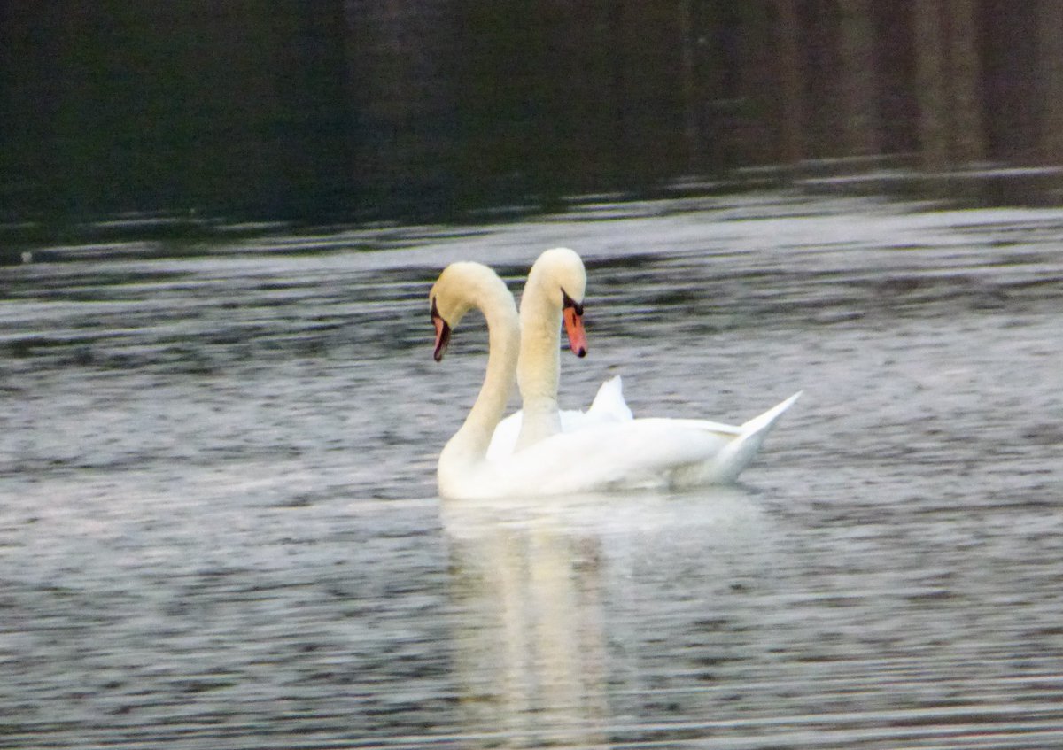 CopakeLakeCS's tweet image. Swans on Copake Lake! A wildlife specialist from @NYS_DEC tells us that they may have flown down from Ontario, where lakes are already freezing, or over from the Hudson River. They will leave when the lake freezes.