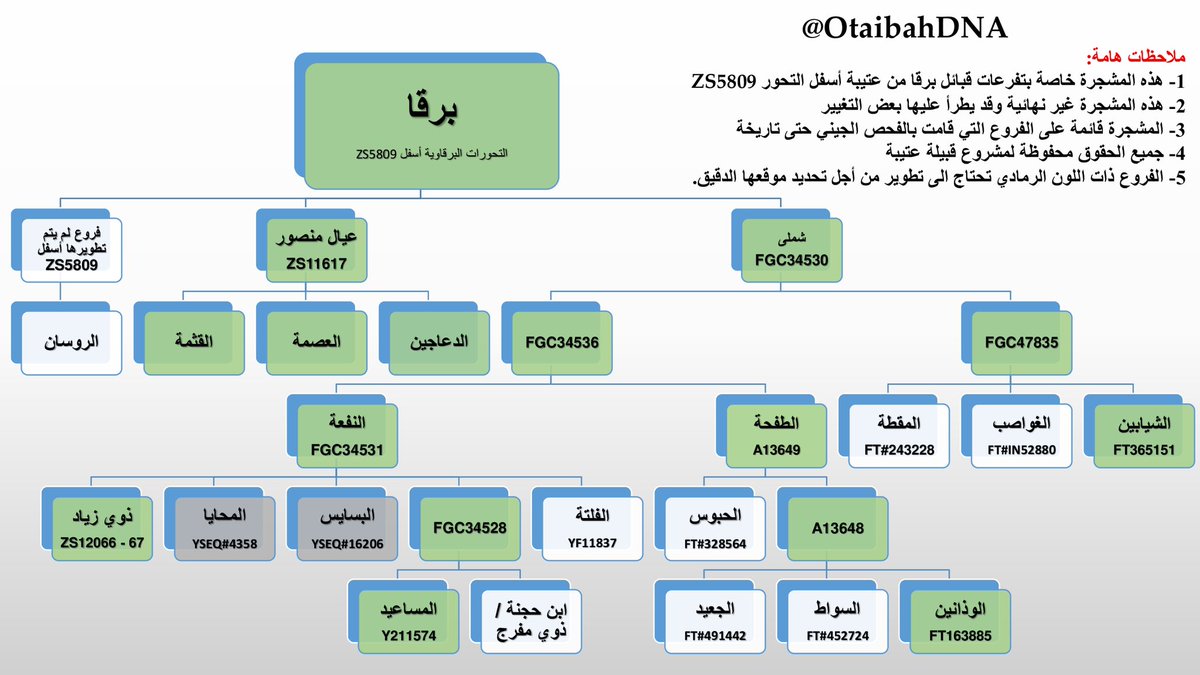يُعلن مشروع #عتيبة الجيني عن مشجرة مبسطة توضيحيه لفروع #برقا من عتيبة من #هوازن أسفل التحور ZS5809