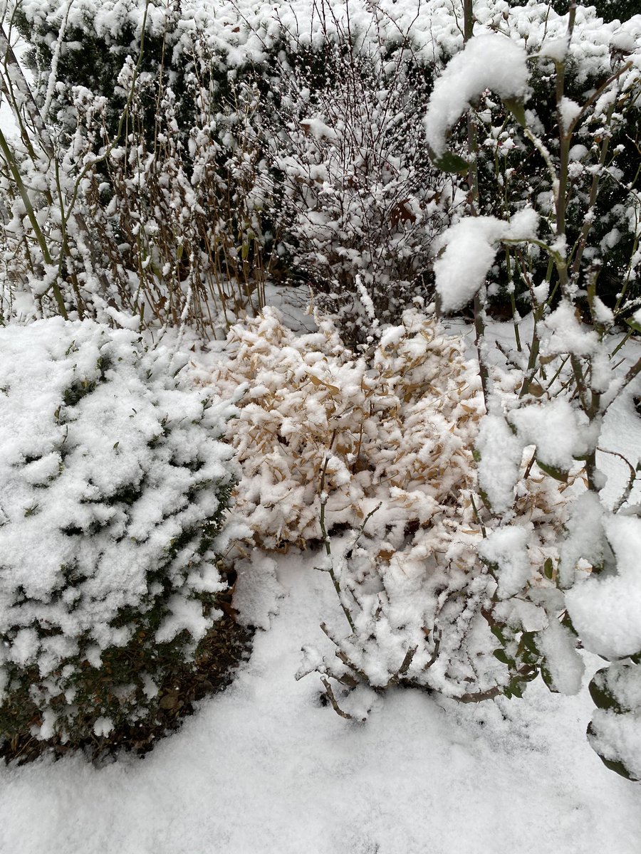 JeanYip3's tweet photo. What, snow already? ❄️ I guess those warmer temperatures last week were a gift. This is a good time as any to stay more at home and keep safe. #COVIDtimes #GettingThroughItTogether https://t.co/OYGlJaTuzu