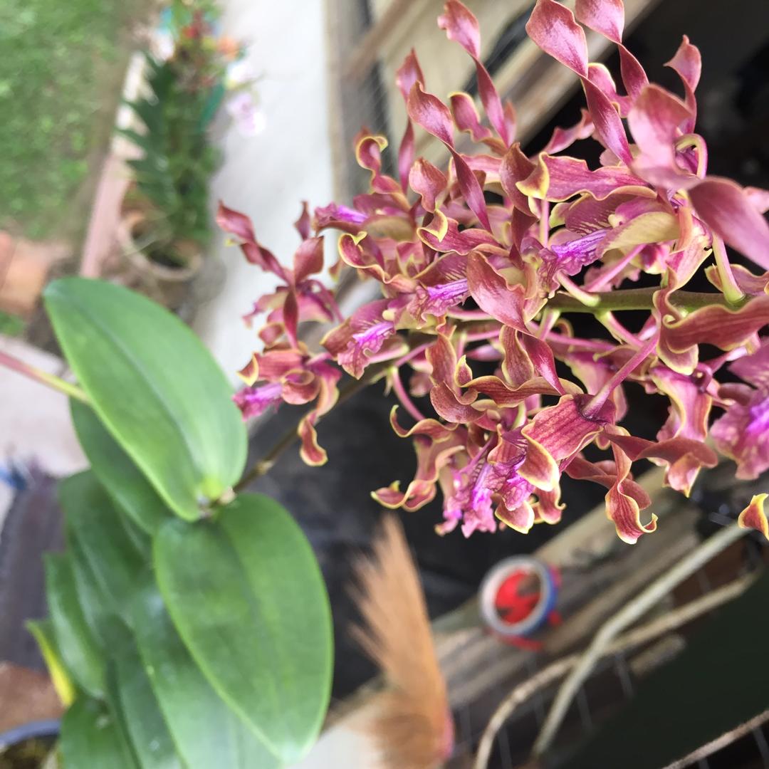 ttorganics's tweet photo. Curly dendrobium
#curly
#dendrobium
#orchids
#orkid
#dendro
#kerinting
#anggerik https://t.co/0SuoHWvSvC