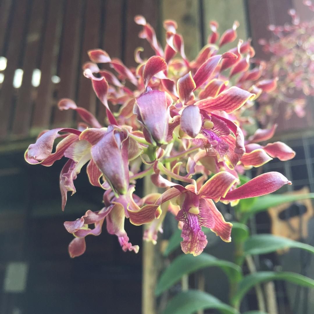 ttorganics's tweet photo. Curly dendrobium
#curly
#dendrobium
#orchids
#orkid
#dendro
#kerinting
#anggerik https://t.co/0SuoHWvSvC
