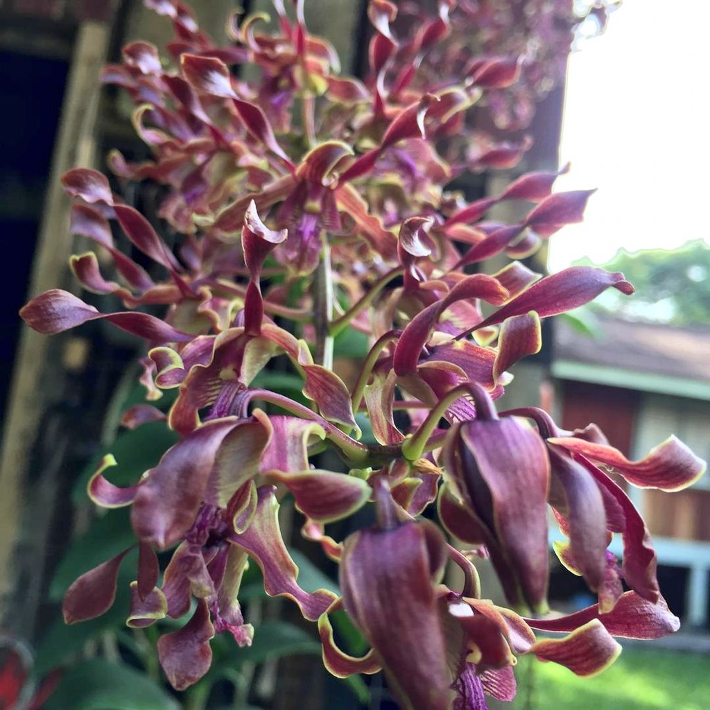 ttorganics's tweet photo. Curly dendrobium
#curly
#dendrobium
#orchids
#orkid
#dendro
#kerinting
#anggerik https://t.co/0SuoHWvSvC