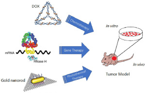 ApplMaterToday's tweet image. New Review: Application of DNA nanostructures in cancer therapy (Wang, Shanghai Jiaotong University School of Medicine) #DNAnanostructure #DNAorigami sciencedirect.com/science/articl…