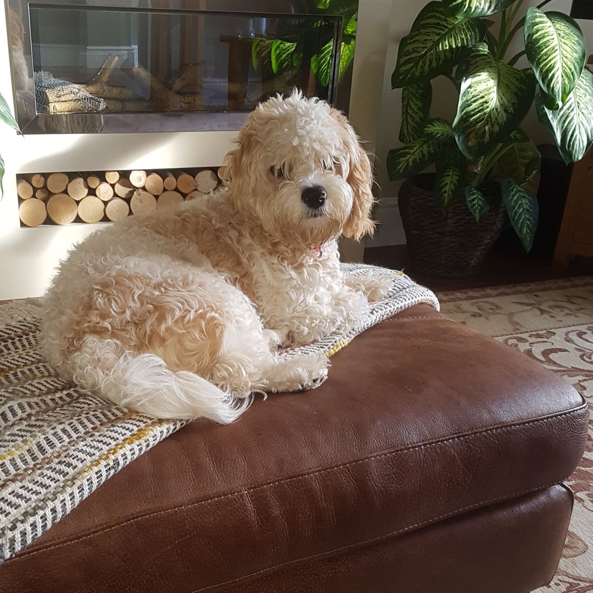 DebraFarn's tweet photo. The best walking companion you can wish for, the power of dogs and walking is the best combined therapy available https://t.co/WknLiDeOjk