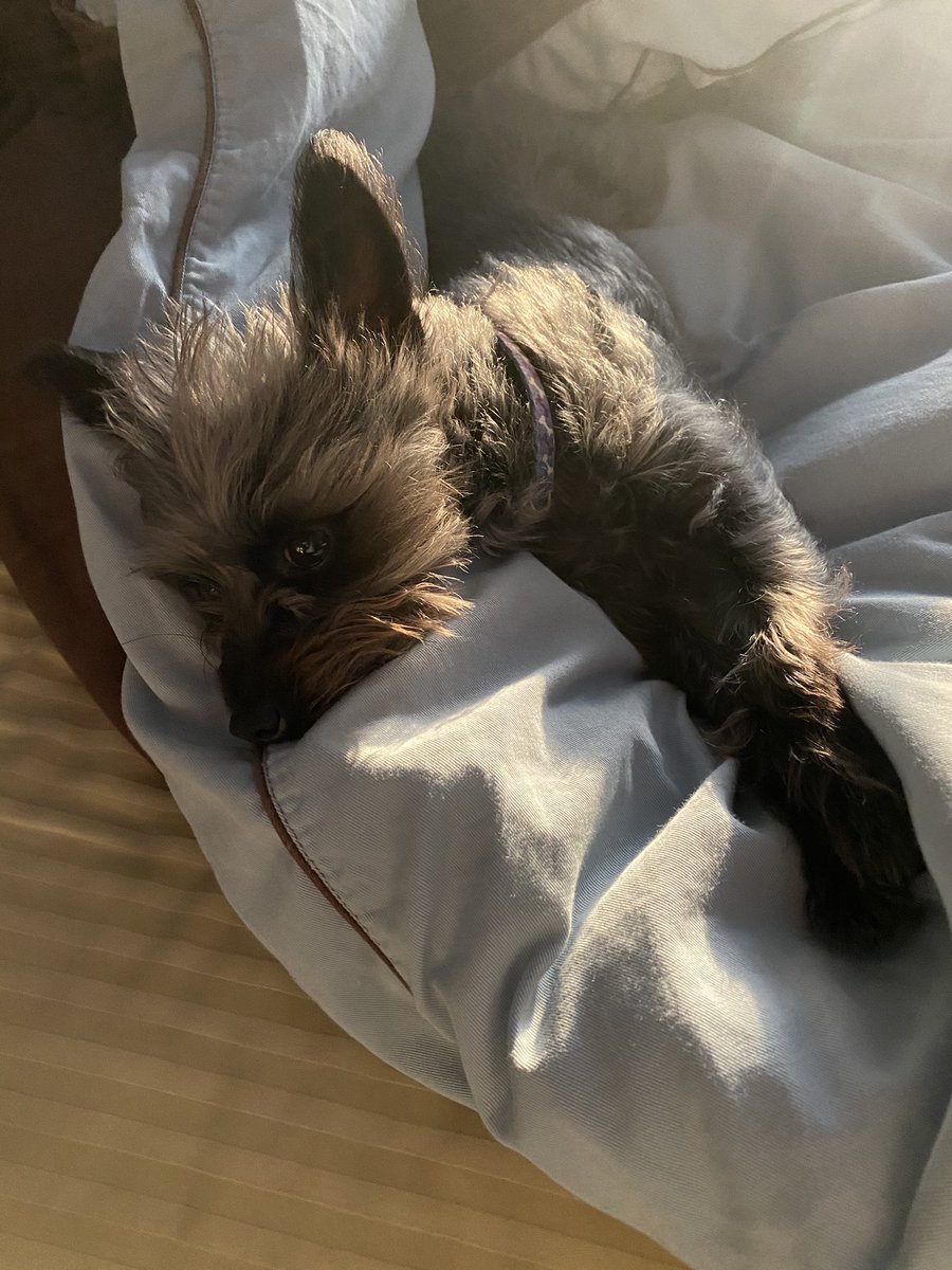 ClevelandBert's tweet photo. #goodmorning #sundayvibes #Bert #DaFuzz https://t.co/FgTKtpNonn