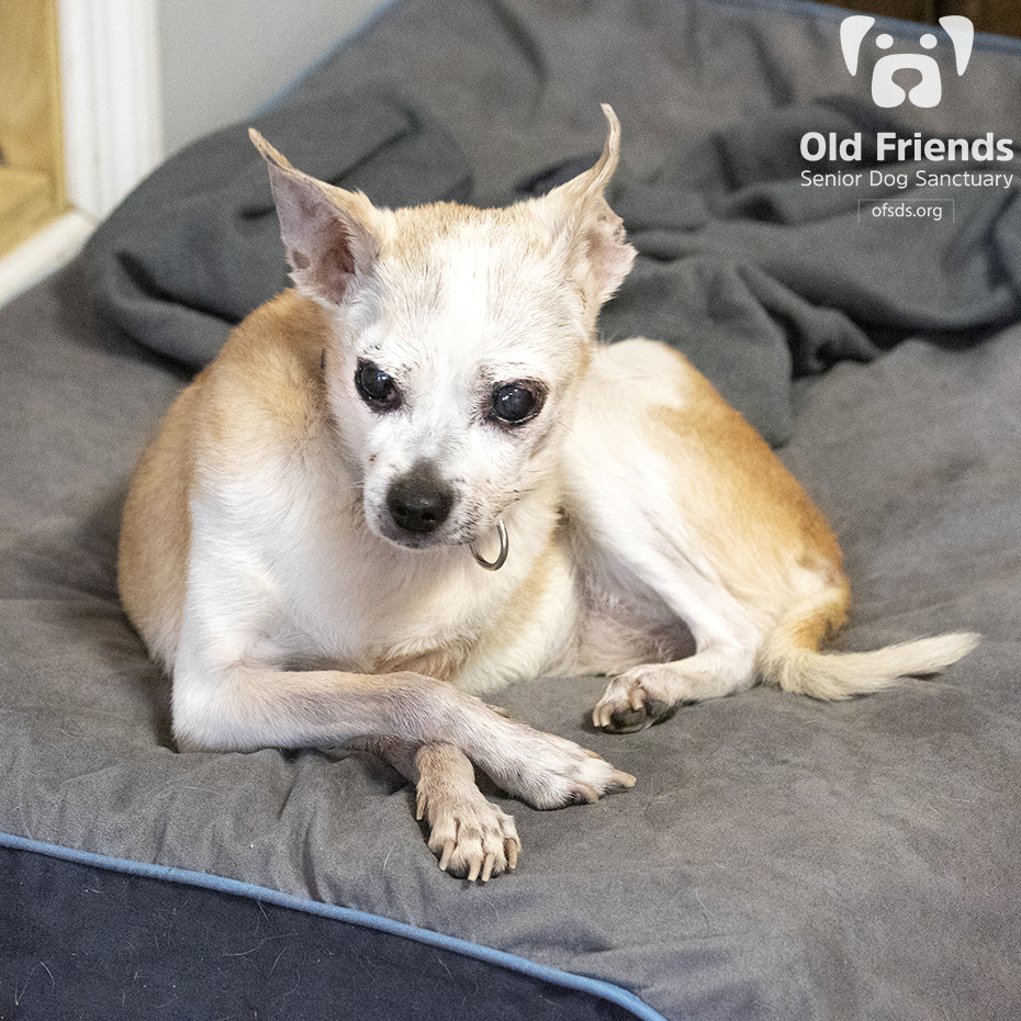 oldfriendssds's tweet photo. "A little morning chill time while I wait for breakfast!"-Esther
#ofsds #ofsdsesther #ofsdsapollo #seniordogs #ofsdsgoodmorning
#ofsdsbondedpair #bondedpair https://t.co/56o1M0mKDi
