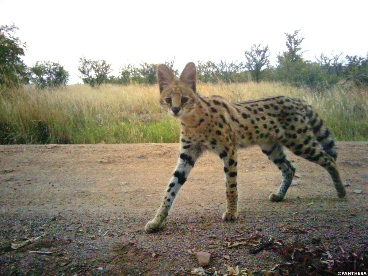 PantheraCats's tweet photo. This #SelfieSunday is the one-of-a-kind #serval! Our latest #SmallCatSpotlight takes an in-depth look at this adorable feline and Panthera's work to study and protect it. You can read it through our #FieldNotes blog here: https://t.co/YUrGTEcDjW https://t.co/FiTbmFweRe