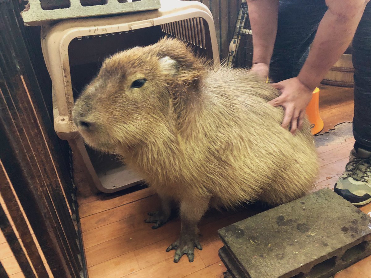 Pres Oink Shimarisu しまりす大統領 カピバランド Puipui Miss Ringo S Hakuna Matata No Worries For The Rest Of Your Day 心配ないさー ガヲー Capybara カピバラ 大西ライオン ライオンキング Lionking 心配ないさー Hakunamatata