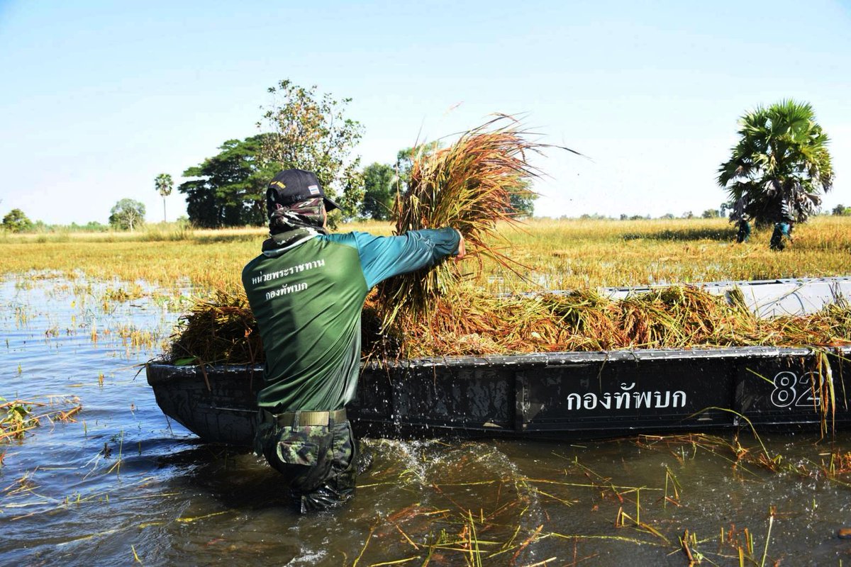 armypr_news's tweet image. กองพันทหารช่างที่202 กรมทหารช่างที่2 นำกำลังพลช่วยชาวบ้านเกี่ยวข้าวที่ได้รับผลกระทบจากอุทกภัย พื้นที่ บ.ตะบอง ม.2 ต.รังกาใหญ่ อ.พิมาย จ.นครราชสีมา #ช่วยเกษตรกรโคราช #เป็นที่พึ่งของประชาชนในทุกโอกาส