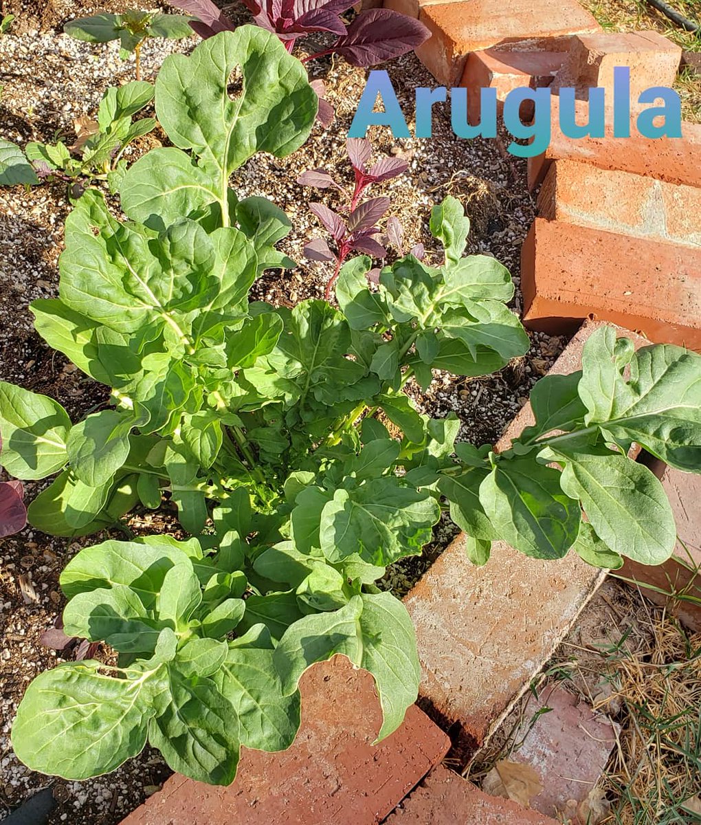 farms_fight's tweet photo. Just some of the things in the Fight Farms garden Mrs. Farms tends too... we still have Radish, Cilantro, 3 types of Basil, Garlic, Broccoli, Onion and other random Volunteers making their way out there! 
#FightFarms #GardenLife #eatwellBEWell #GetDirty  
✌💕 https://t.co/g1URFZAiNK