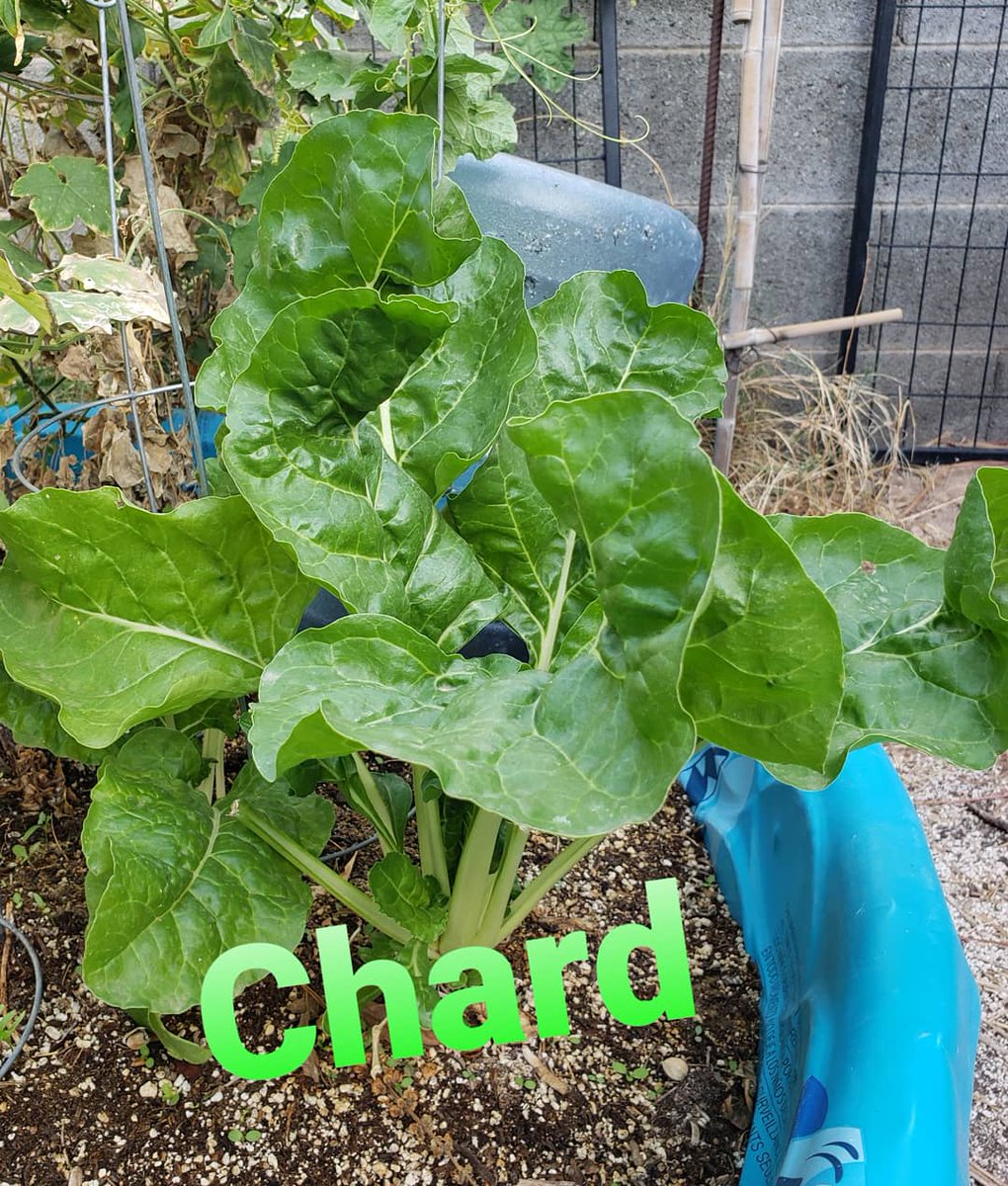 farms_fight's tweet photo. Just some of the things in the Fight Farms garden Mrs. Farms tends too... we still have Radish, Cilantro, 3 types of Basil, Garlic, Broccoli, Onion and other random Volunteers making their way out there! 
#FightFarms #GardenLife #eatwellBEWell #GetDirty  
✌💕 https://t.co/g1URFZAiNK
