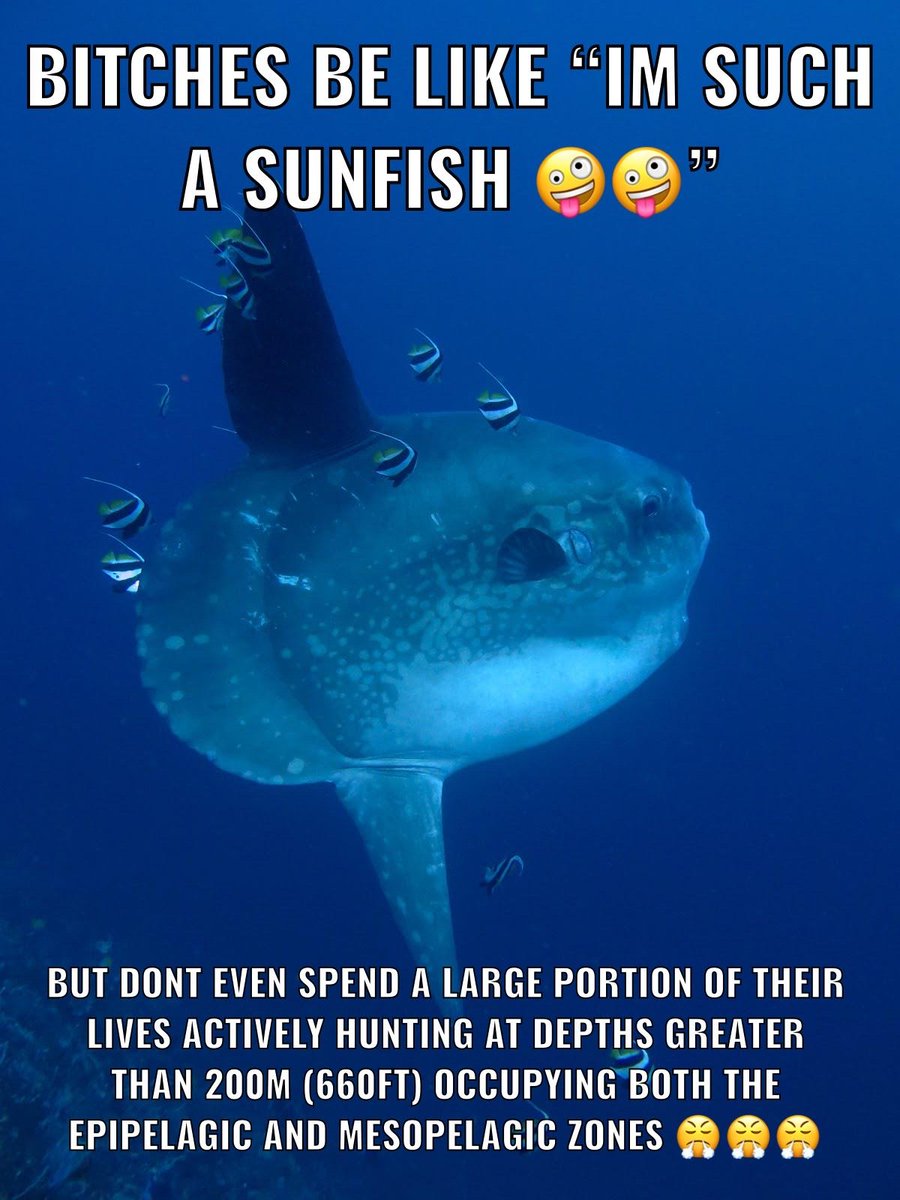 86_13183991098's tweet photo. obsessed w these sunfish memes https://t.co/sySt56koAd