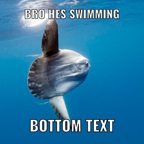 86_13183991098's tweet photo. obsessed w these sunfish memes https://t.co/sySt56koAd