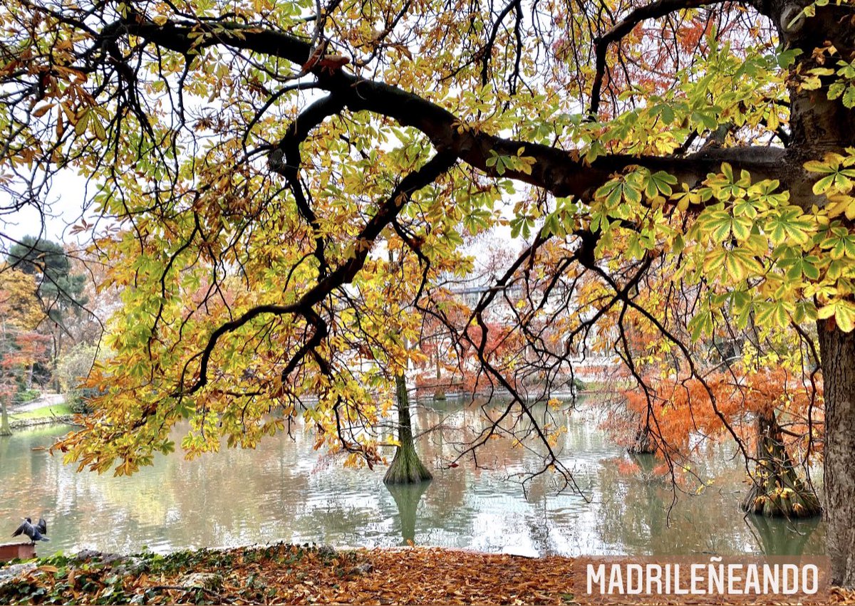 madrileneando's tweet photo. 🇮🇹Amore autunnale
🇫🇷Amour d’automne 

🖇 https://t.co/XRl10ycoQ6 🍁

#viaggiovirtuale #voyagevirtuel #spagna #espagne #passeggiata #balade #giappone #autumno #automne #paysage #COVIDー19 #paessagio #relax #natura #fotografia #balade https://t.co/Qfg9ZzFwm4