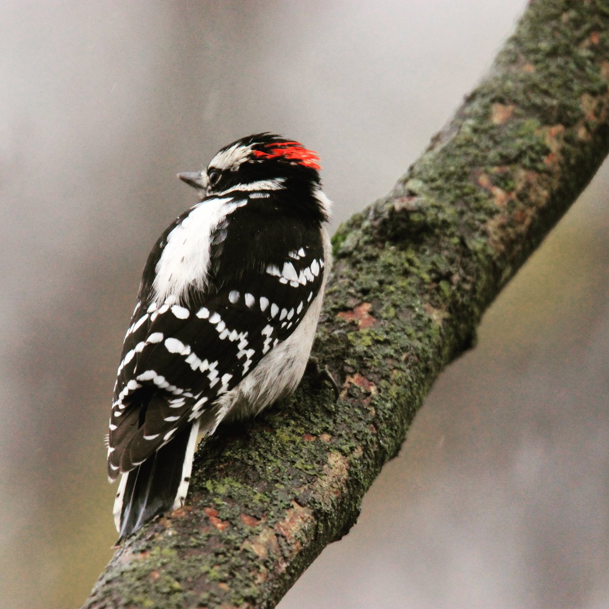 birdhouse_love's tweet photo. A cold, rainy day in the great state of Ohio... #lettherainfall #rainyday #rainy #rain #ohio #downywoodpecker #downy #woodpecker https://t.co/5gdDAOGRqZ