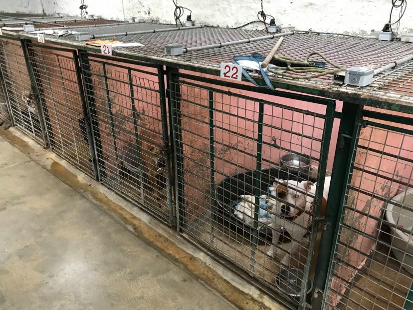 s_ducret's tweet photo. Ce samedi, le Conseil Municipal de #Wasquehal a prévu une aide de 100 000€ pour la #LPA de #Rbx
La Ville @roubaix et @GDelbar ne sont pas seuls. 
Les conditions d’accueil de nos amies les bêtes et de ceux qui en prennent soin peuvent changer grâce à la mobilisation de tous. https://t.co/V976F0DYbG