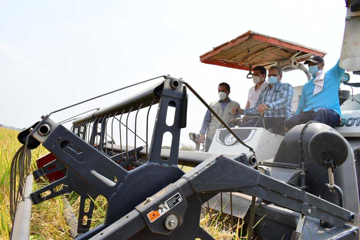 Lenin's tweet photo. ¡Impulsamos la innovación en el sector agrícola! El INIAP liberó dos nuevas variedades de arroz (FL-ÉLITE e IMPACTO). Estos granos generan un producto de alta calidad y rendimiento, por lo que beneficiará a los 163 mil ecuatorianos inmersos en el sector arrocero. #SembramosFuturo https://t.co/yldYH5k70d