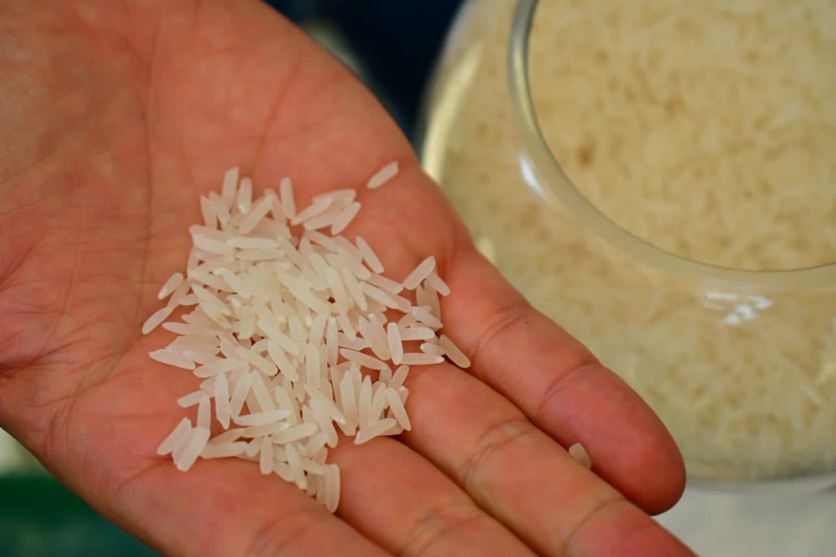 Lenin's tweet photo. ¡Impulsamos la innovación en el sector agrícola! El INIAP liberó dos nuevas variedades de arroz (FL-ÉLITE e IMPACTO). Estos granos generan un producto de alta calidad y rendimiento, por lo que beneficiará a los 163 mil ecuatorianos inmersos en el sector arrocero. #SembramosFuturo https://t.co/yldYH5k70d
