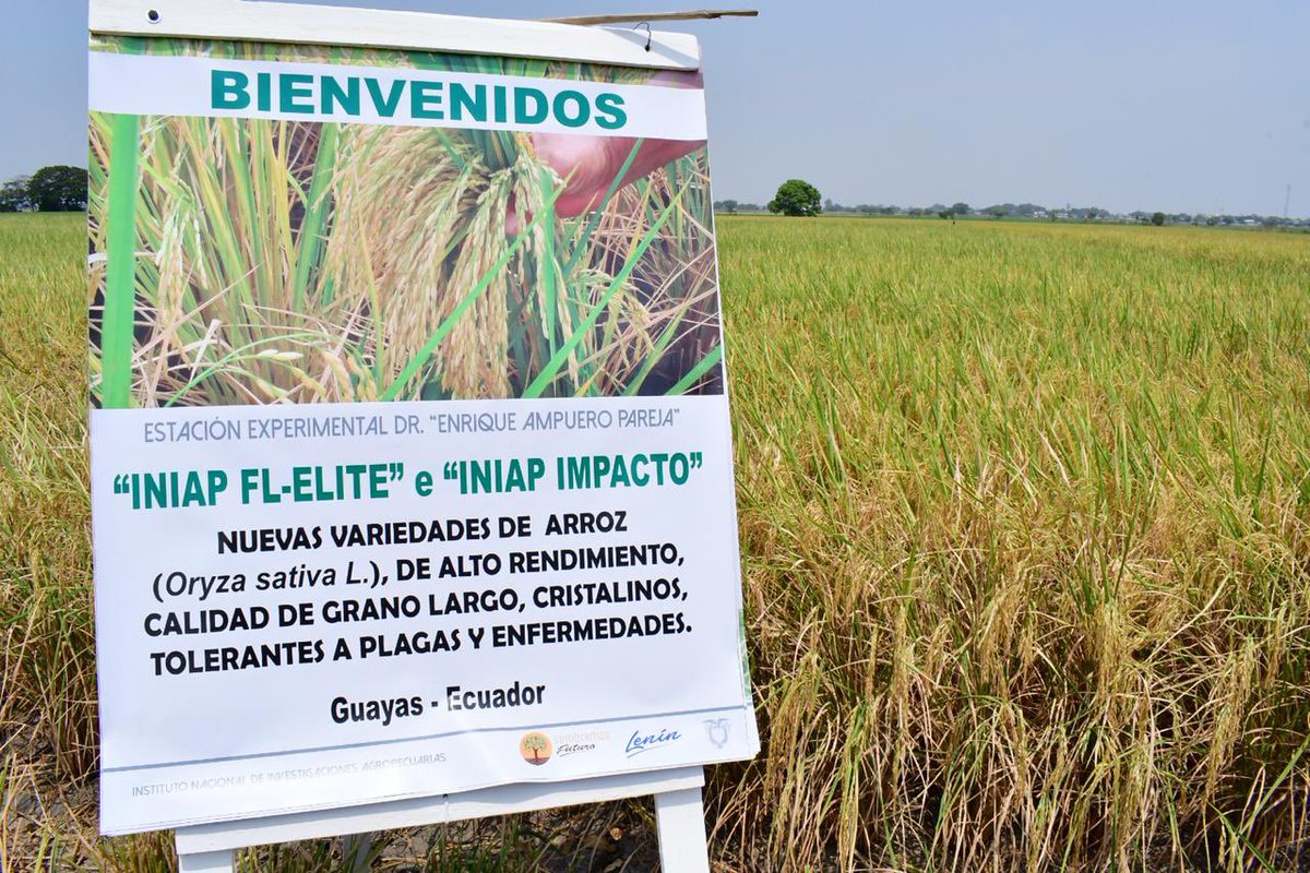 Lenin's tweet photo. ¡Impulsamos la innovación en el sector agrícola! El INIAP liberó dos nuevas variedades de arroz (FL-ÉLITE e IMPACTO). Estos granos generan un producto de alta calidad y rendimiento, por lo que beneficiará a los 163 mil ecuatorianos inmersos en el sector arrocero. #SembramosFuturo https://t.co/yldYH5k70d