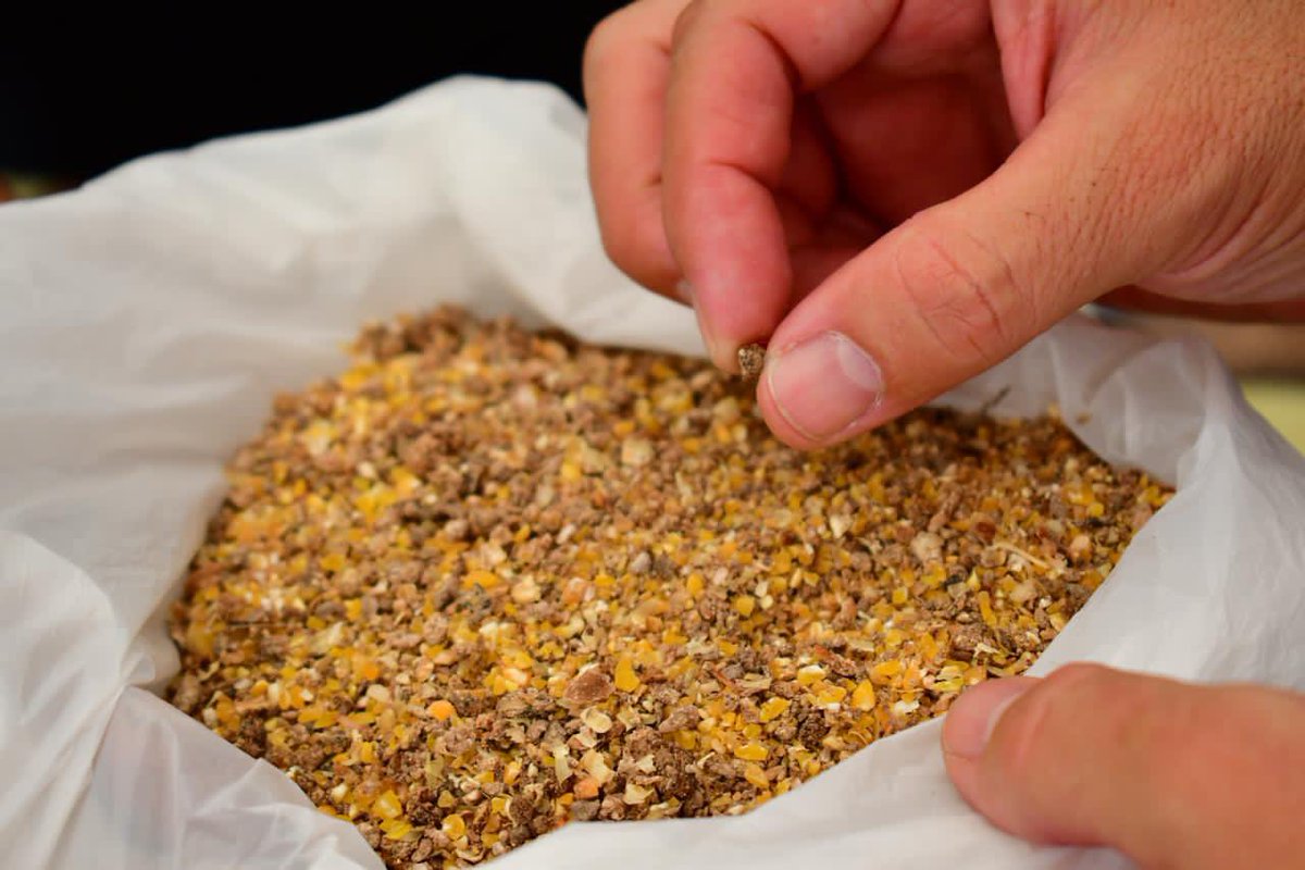 Lenin's tweet photo. ¡Impulsamos la innovación en el sector agrícola! El INIAP liberó dos nuevas variedades de arroz (FL-ÉLITE e IMPACTO). Estos granos generan un producto de alta calidad y rendimiento, por lo que beneficiará a los 163 mil ecuatorianos inmersos en el sector arrocero. #SembramosFuturo https://t.co/yldYH5k70d