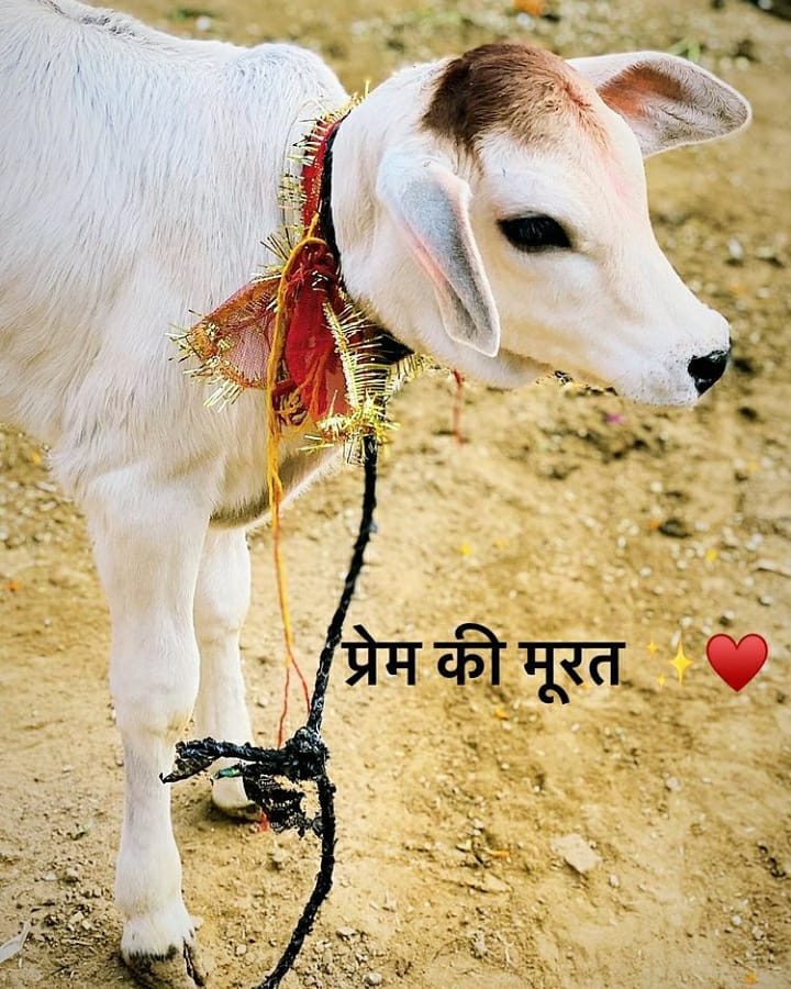 NEHAPATHAK123's tweet photo. सर्वकामदुधे देवि सर्वतीर्थीभिषेचिनि।
पावने सुरभि श्रेष्ठे देवि तुभ्यं नमोस्तुते॥

#गोपाष्टमी_की_बहुत_बहुत_शुभकामनाएं 
🐄🐄🐄🐄🐄🐄🐄🐄
@NEHAPATHAK123 @AlokcPathak 
@Komal_pathak1 https://t.co/eJfF2PpwcI
