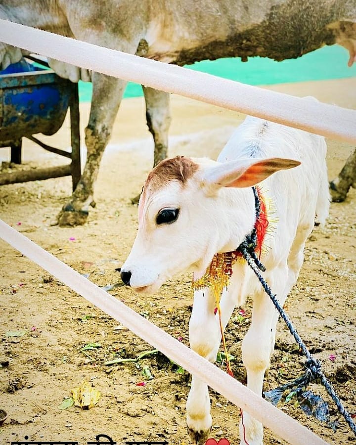 NEHAPATHAK123's tweet photo. सर्वकामदुधे देवि सर्वतीर्थीभिषेचिनि।
पावने सुरभि श्रेष्ठे देवि तुभ्यं नमोस्तुते॥

#गोपाष्टमी_की_बहुत_बहुत_शुभकामनाएं 
🐄🐄🐄🐄🐄🐄🐄🐄
@NEHAPATHAK123 @AlokcPathak 
@Komal_pathak1 https://t.co/eJfF2PpwcI