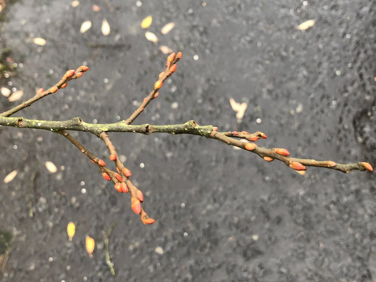 dornochlassie's tweet photo. Everything looks dull & drab as Winter’s cloak beckons. But! Look at these #treebud colours vibrant #naturesColours Iphone photos. @WoodlandTrust #treebudrainbow https://t.co/6IhmNQdeoB