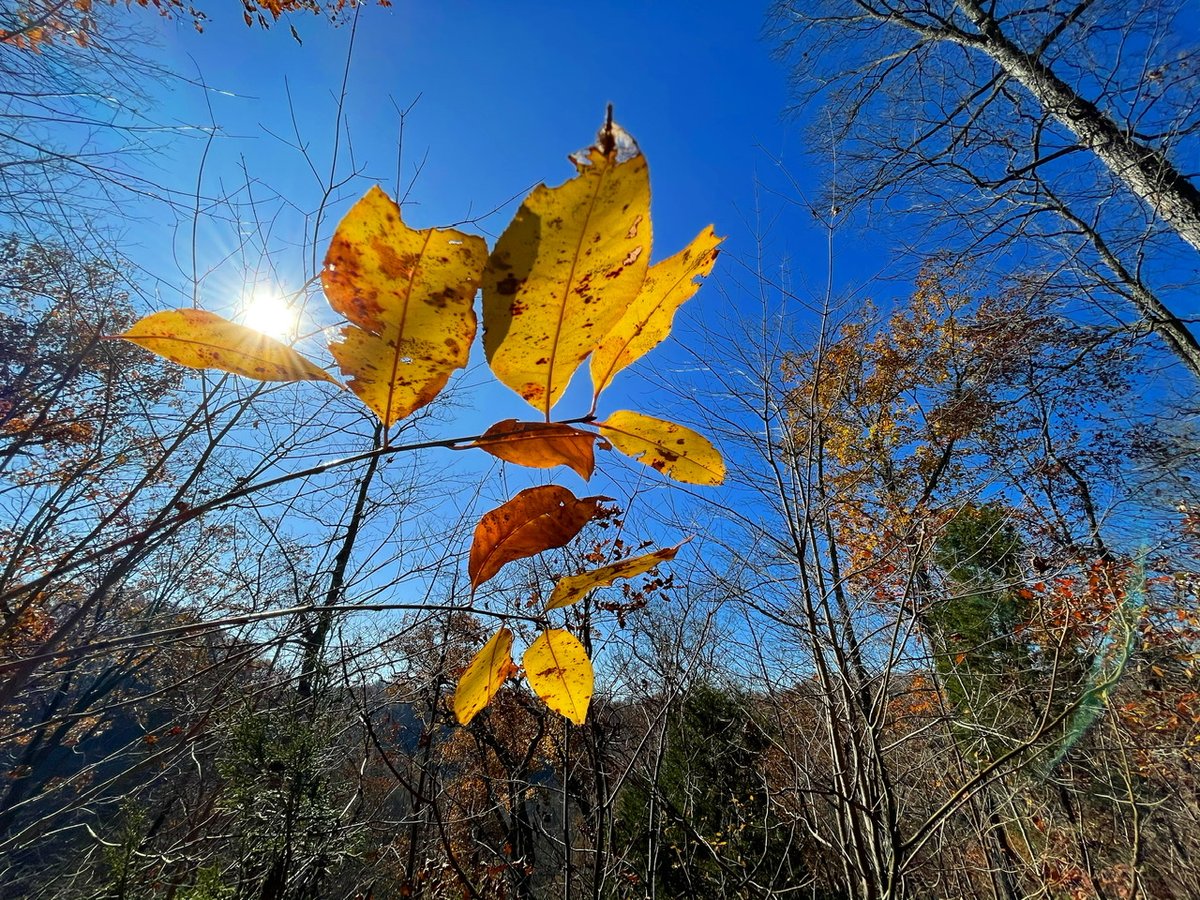 ScottDimmich's tweet photo. PHOTO OF THE NIGHT: The last of fall. Taken at Clifty Falls State Park in early November.
#cliftyfallsstatepark #cliftyfalls #fallcolors #autumnleaves #endoffall https://t.co/6NUTfRfGYC