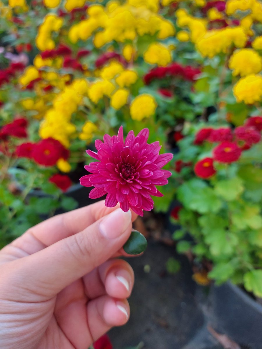 Gözəlliklər ❤
#beauty #Flowers