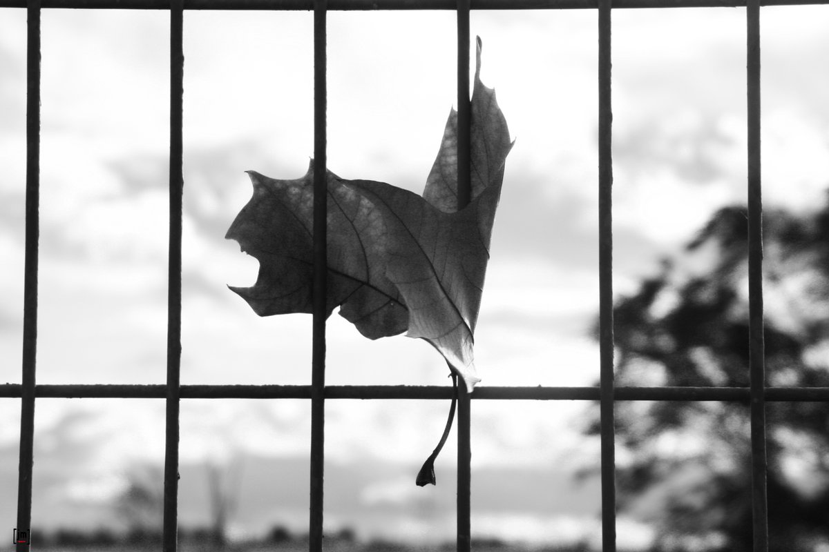 PretextosM's tweet photo. #autumn #otoño #tardor #igersvalles #igvoriental #igvo #igerscaldesdemontbui #igerscaldes #hoja #blackandwhite #bnw #bnwphotography @dalealblancoynegro @bnw_artstyle @bnw_splendid @bnw_planet https://t.co/whwM3wel0C
