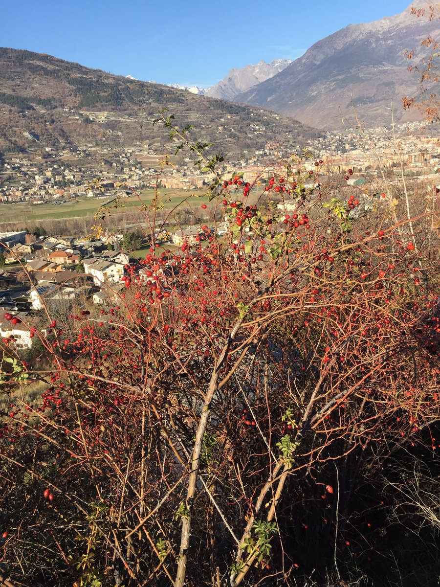 VierinE's tweet photo. Aosta e dintorni, pomeriggio autunnale https://t.co/7R62ChjGtm