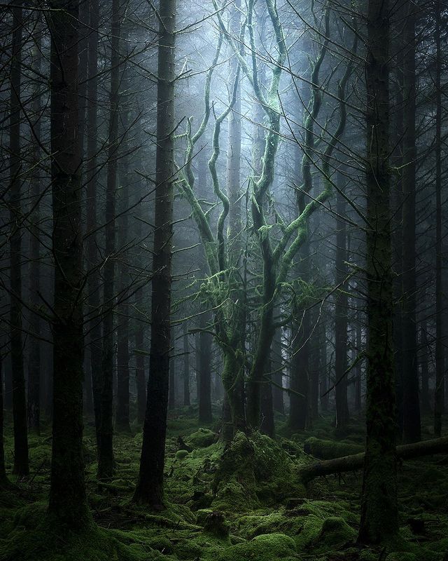 ForestryEngland's tweet photo. #ForestFeature of the week 📍 #BelleverForest, Dartmoor. This magical and mystical forest is home to a wealth of wildlife, archaeology and grazing Dartmoor ponies. 📷 @njburnell https://t.co/ERAjOeqokv