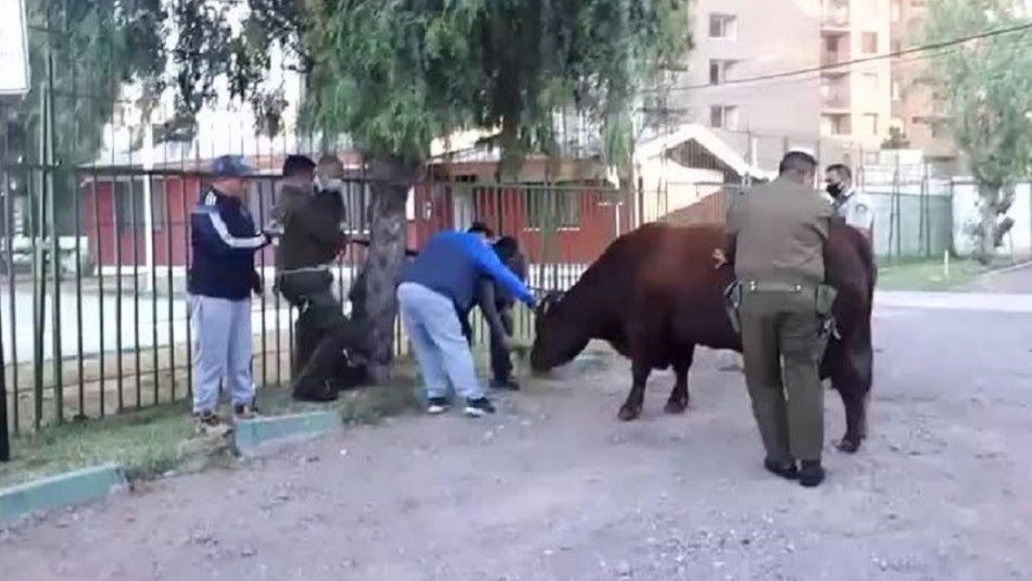 Girealaderecha's tweet photo. Toro de gran tamaño se paseó hoy por la Alameda en Santiago, algunos creen que andaba buscando al Vaca que está en La Moneda ... 🙄 https://t.co/10EE7tEH5U