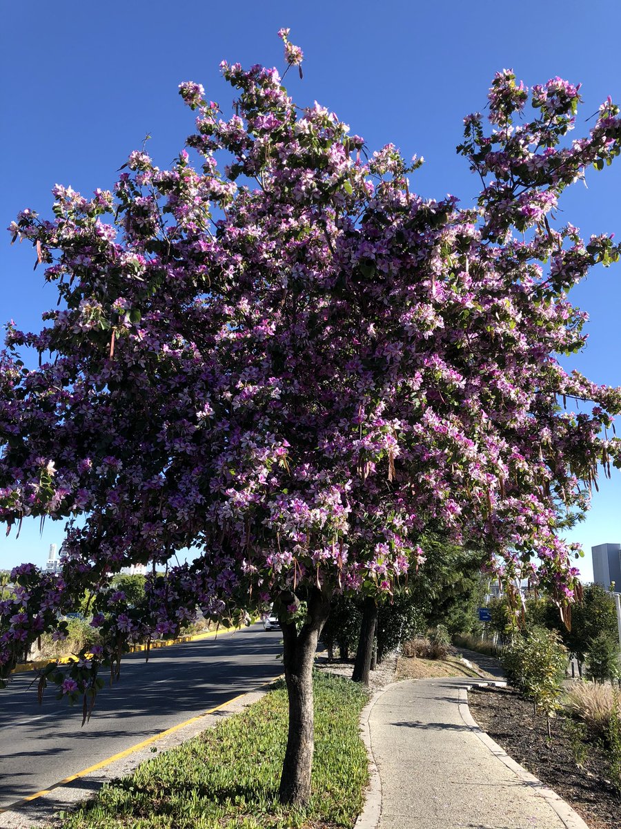 verorunner's tweet photo. Que buen paseito dominguero de 17 kms, oficialmente de vuelta a las andadas largas!!!

¡Buenos Días! 🥞☕️

@LoveRunSmile @logrartusmetas @EntreRunners #CorrerEsMiPasion #corrermehaensenado #YoElegiCorrer #FelizDomingo #BuenDomingo https://t.co/Akn3GwaPXY