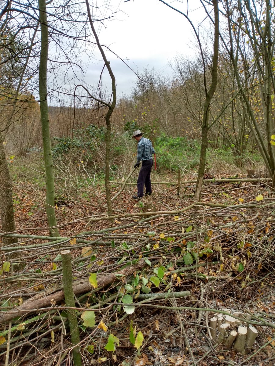 Results of yesterday's 'megabash' volunteering event at Millennium Wood in Belstead Brook Park. Coppicing and dead hedging with the cut material - and extra hedge stakes for the next site! @IpswichGov @BaberghDistrict @WildIpswich #coppicing #woodlandmanagement #volunteering