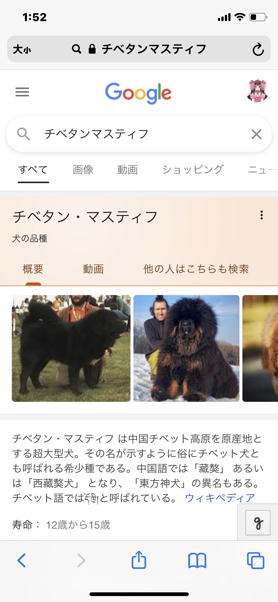 しゅがふぁる チベタン マスティフ Yuiroom 小倉唯