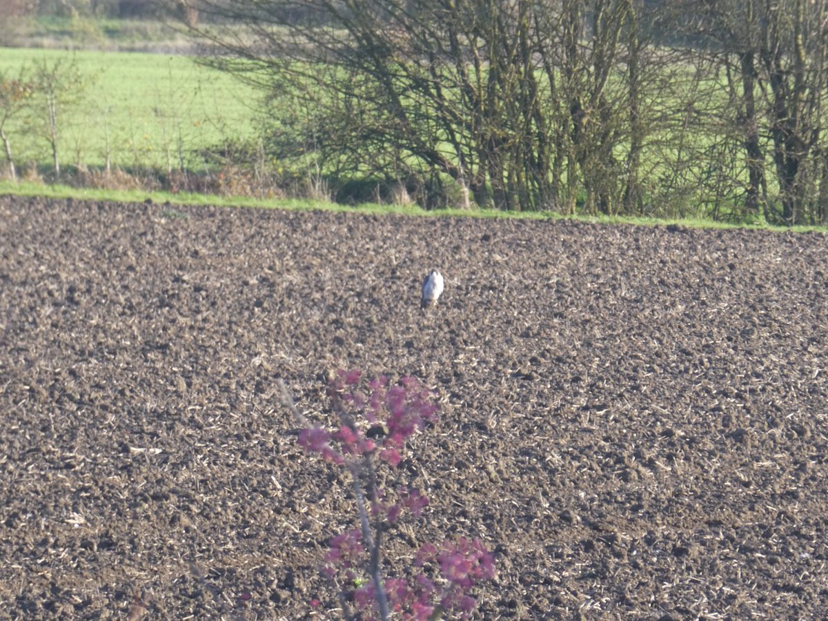 PaulHeather9's tweet photo. Peregrine Falcon ( I believe) x 2 in the field behind our house in Cockfield. Not the usual sighting expected here. #birds #Suffolk #cockfield https://t.co/EARsly4AKY