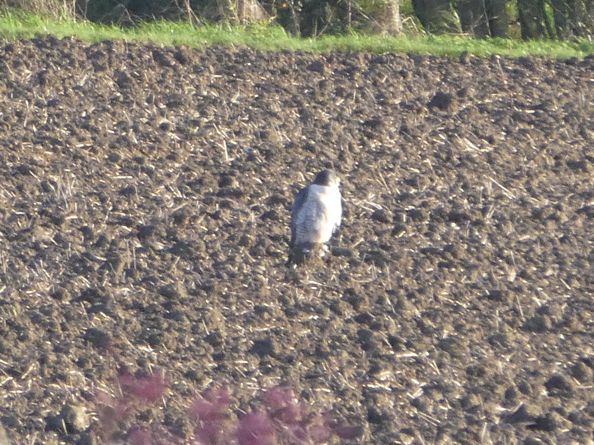 PaulHeather9's tweet photo. Peregrine Falcon ( I believe) x 2 in the field behind our house in Cockfield. Not the usual sighting expected here. #birds #Suffolk #cockfield https://t.co/EARsly4AKY